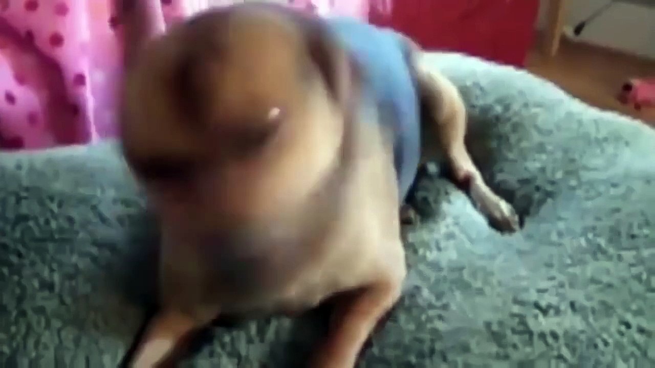 Compilation d'animaux qui éternuent - Compilation d'animaux marrant