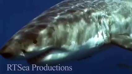 Isla Guadalupe White Sharks in HD