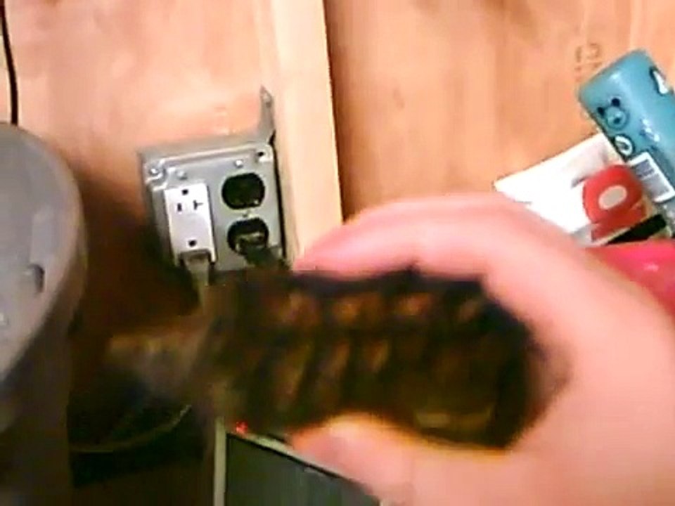 Alligator snapping turtle vs common snapping turtle