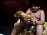 GORDINHO SENDO MORDIDO POR CACHORRO - CENAS FORTES