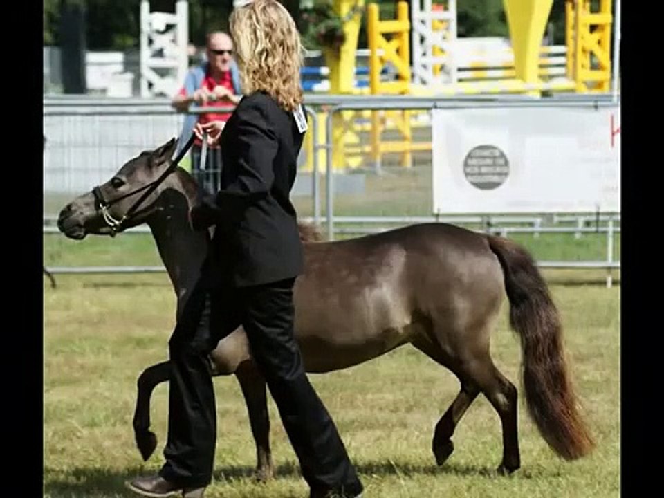 Elevage de chevaux miniatures américains