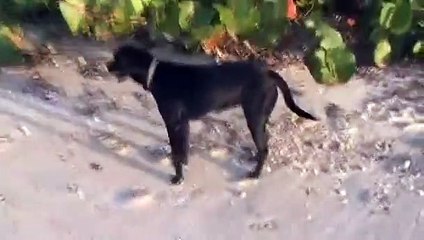 norbit goes to the beach