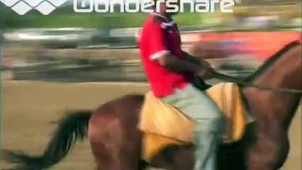 marwari horse 2 punjab india