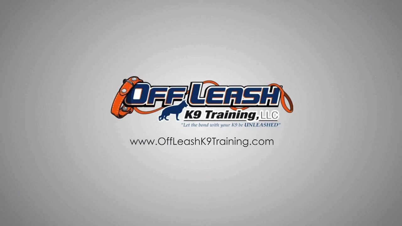 Drug Detection with Distractions! Nose Work/Detection Dog Training, Northern Virginia