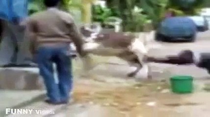 Best BULL Attacks: Funny Video Compilation - 2015