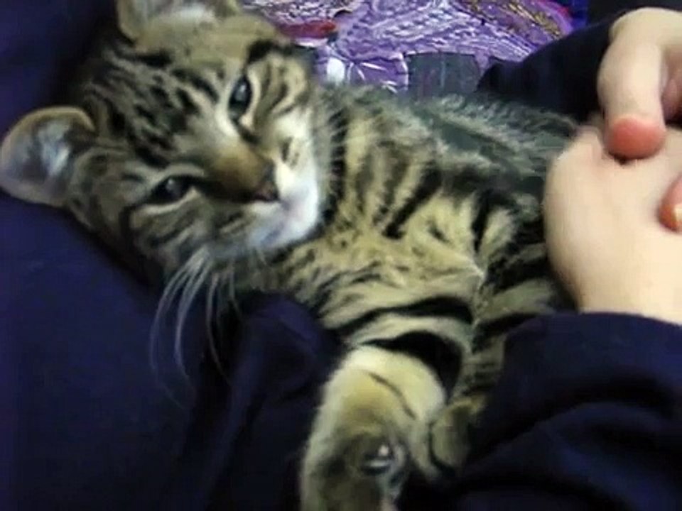 Django purring