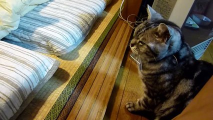 猫バトルの後は・・・  　　Cat after the battle