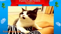 Funny Cat Videos   Cats Dancing To The Rhythm   Funny Naughty Cat   Funny Cat 2015