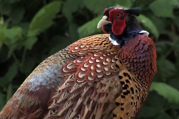 Halka Boyunlu Sülün