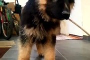 Dima - my German Shepherd Dog, Crazy Puppy Barking