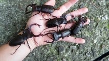 Giant Lucanus cervus - Stag Beetle / Hirschkäfer