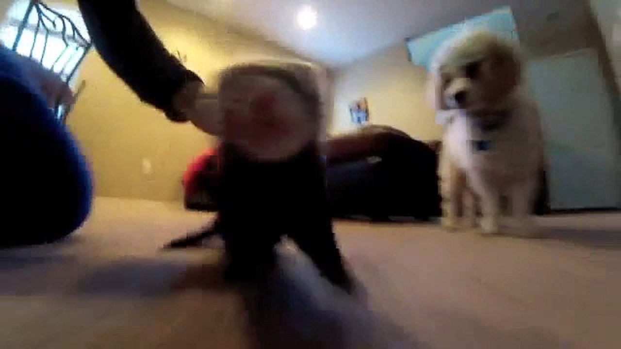Ferret aka Puppy