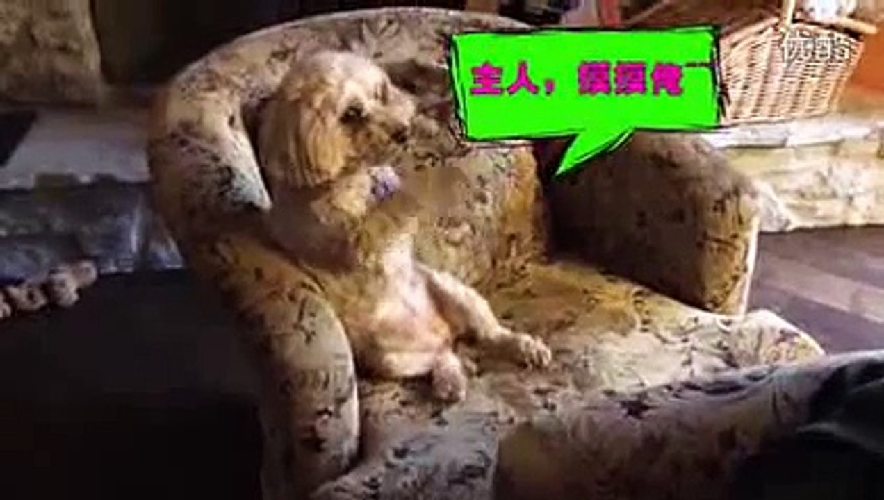 Best Funny Animal Videos  2015