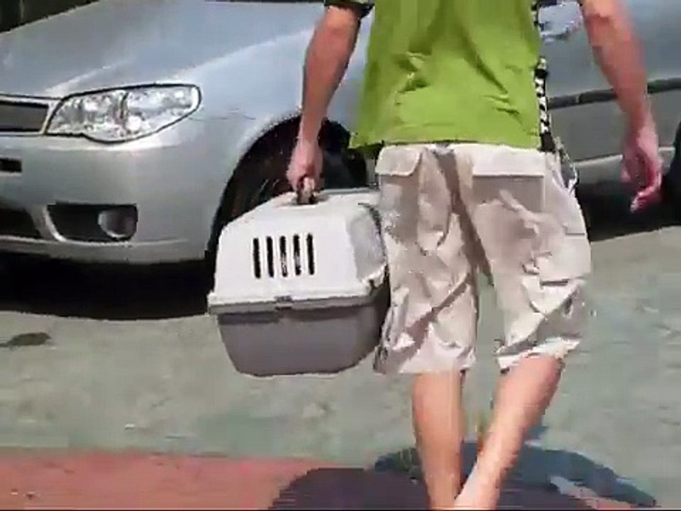 PEA - NÃO COMPRE BICHOS! ADOTE!
