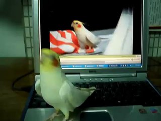 Cockatiel singing a birthday song