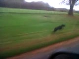 ▾ very fast dog Whippet clocks 40mph next to landrover Whippet vs landrover discovery