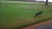 ▾ very fast dog Whippet clocks 40mph next to landrover Whippet vs landrover discovery