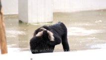 Lion-tailed Macaques playing around