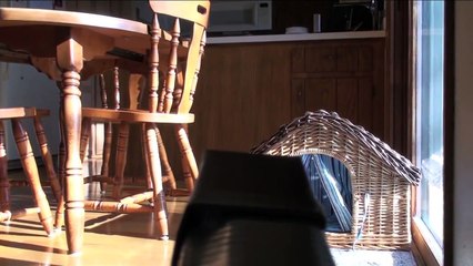 Cat Tank Wars - Mission: Kibble