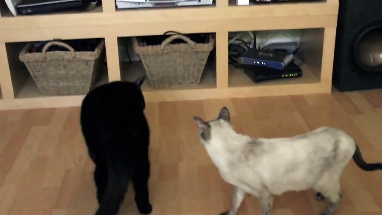 N2 the Talking Cat Updates - Kona is Crazy