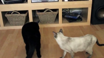N2 the Talking Cat Updates - Kona is Crazy