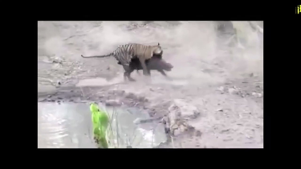 Tigre Caza a Jabali Impresionante