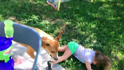 Amazing World ♥ Funny Epic Fail animals 2015   Funny animals collections