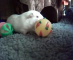 Daisy playing with her toys