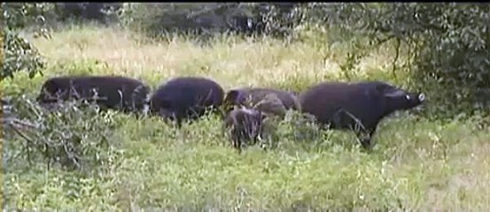 lovely giant forest hogs