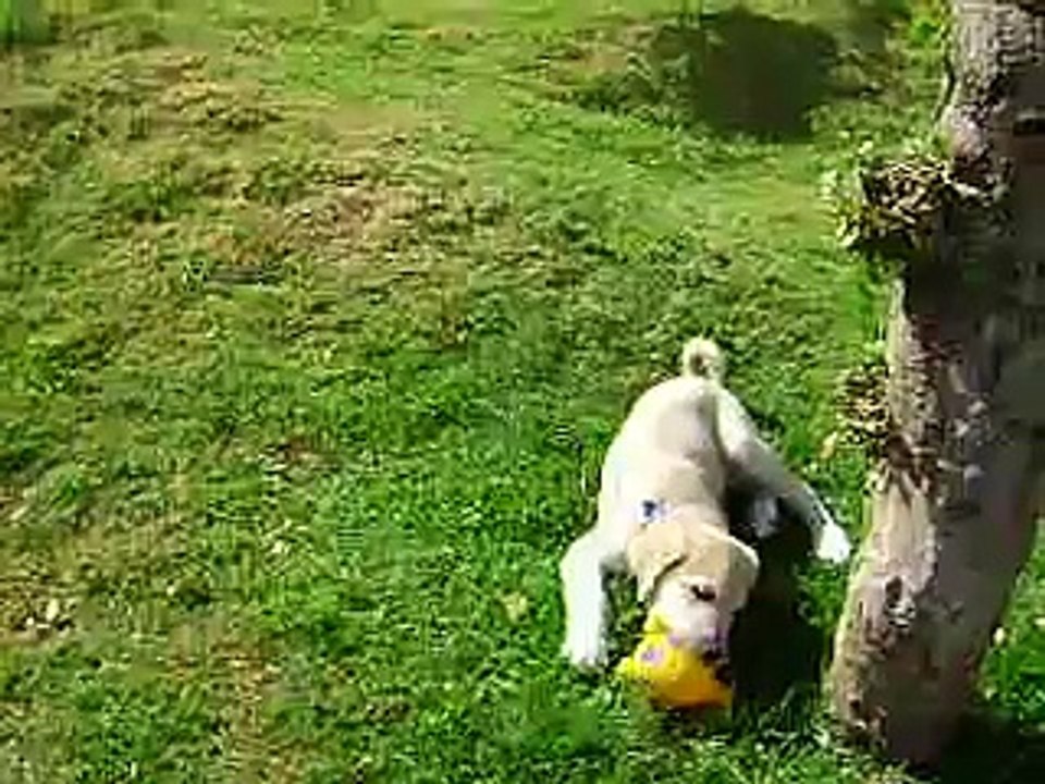 PASTOR DE ANATOLIA. PUPPY.