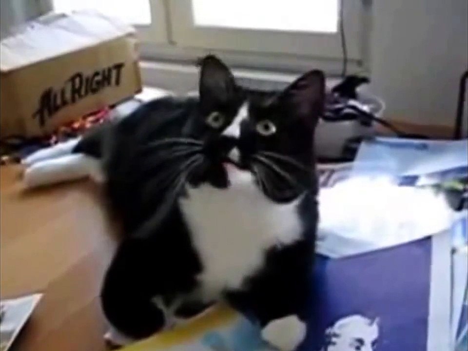 Angry Cats Compilation 2014