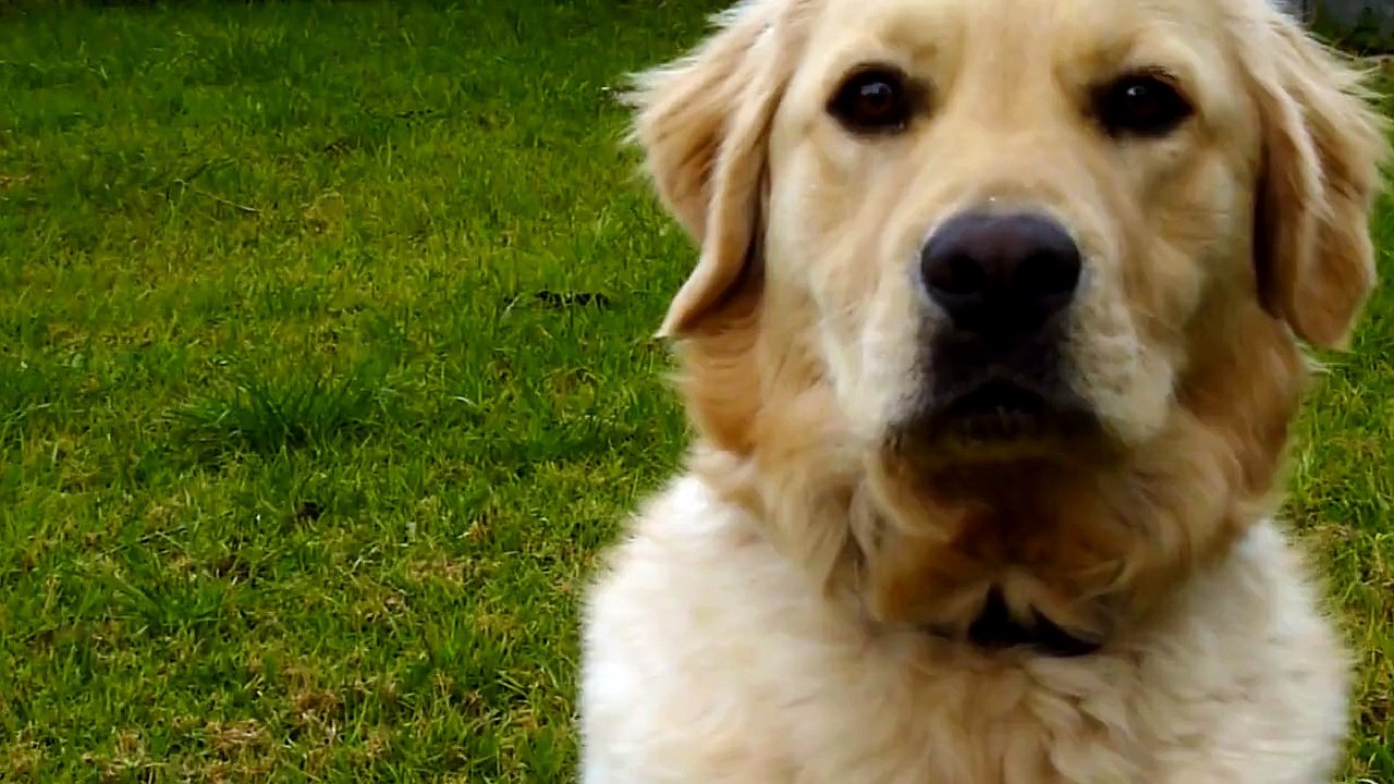 Panasonic Lumix DMC-FZ35/FZ38 HD Video Sample