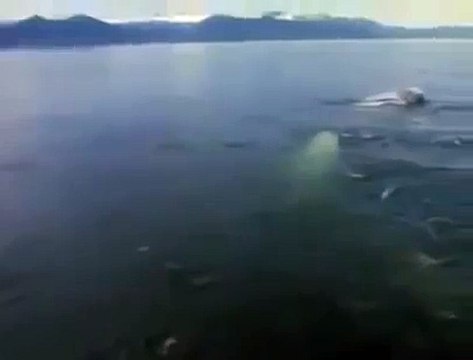 Plus grande baleine dans le monde .le rorqual bleu