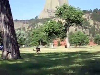3 Legged Dog Jerry Catches Frisbee & Lifts Leg to Pee
