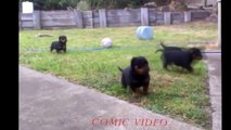 Funny Dogs 2015   Best Videos Funny Dog Compilation 2015   Top Funny Animals Videos ##3