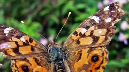 Concerto_Para_Uma_Só_Voz - DANIELLE LICARI