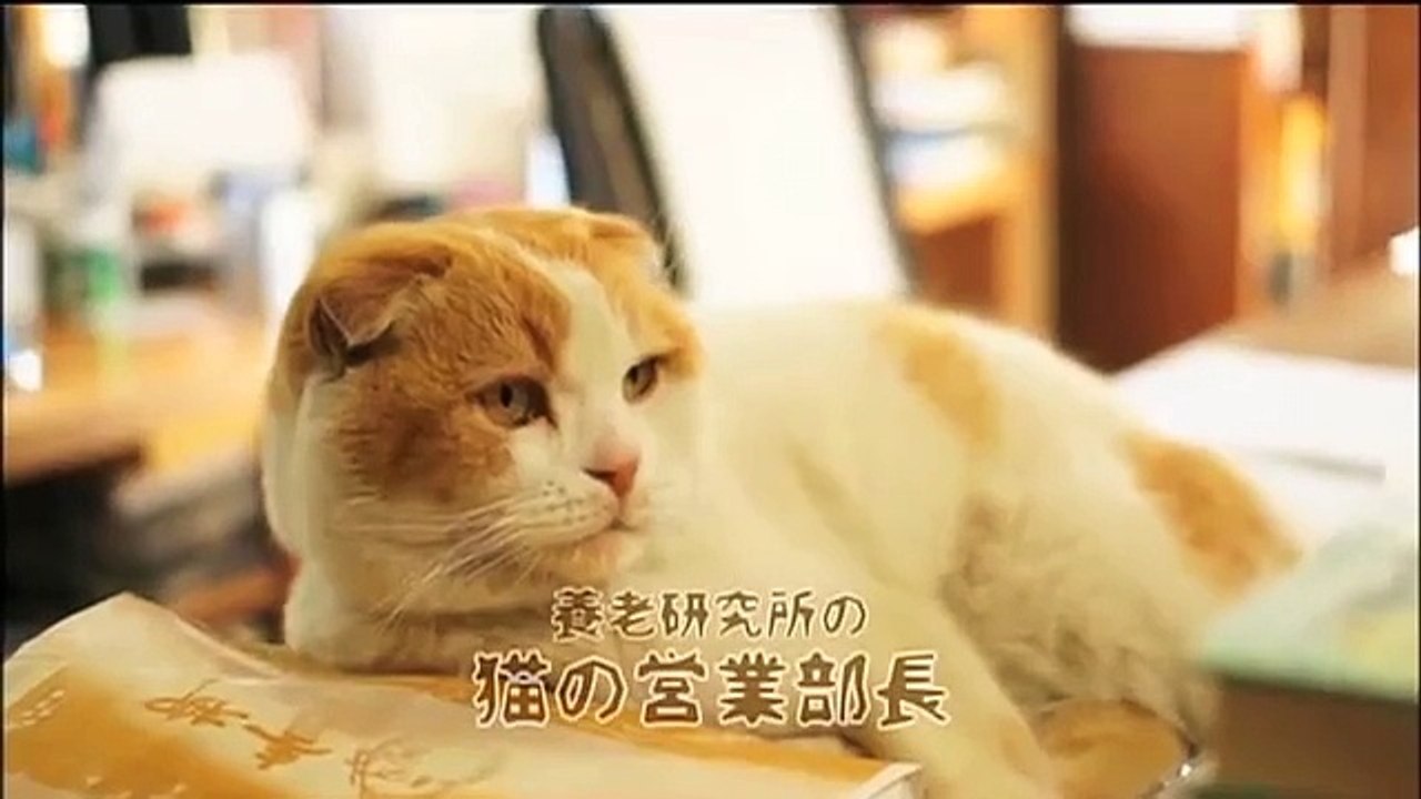 Dvd どスコい座り猫 まる 養老孟司先生と猫の営業部長 予告編 Video Dailymotion