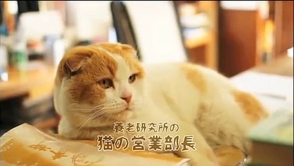 DVD「どスコい座り猫、まる。～養老孟司先生と猫の営業部長」予告編