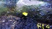 Poison Dart Frogs Eating