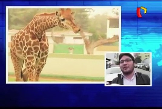 Situación en Parque de las Leyendas: representante niega que animales estén en malas condiciones