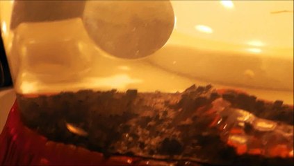 Fairy Shrimp - 3 Weeks In