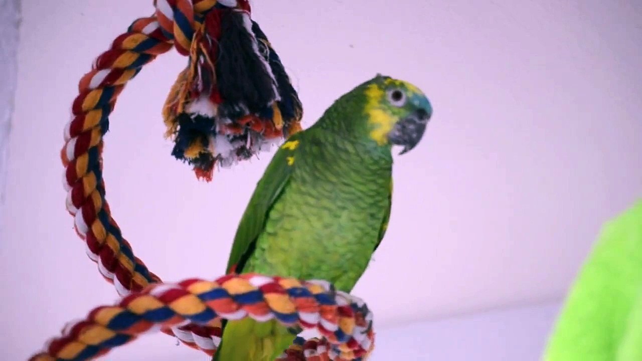 Papagei Lenny singt das Körperzellenlied / Parrot Lenny interprets the Körperzellensong