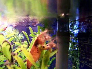 Effective Shrimp Feeding Tips 🦐