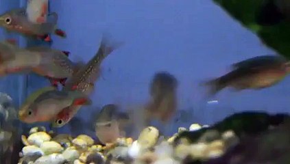 Galaxy Rasbora at Tyne Valley Aquatics ( near Newcastle )