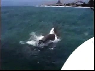 Sharks fighting