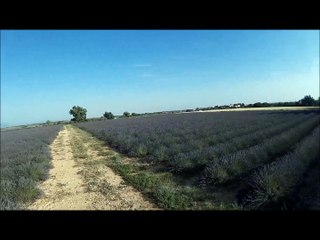 Plateau de Valensole
