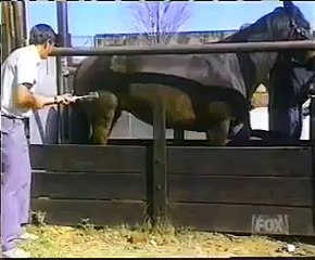 Cheval qui donne un coup de sabot