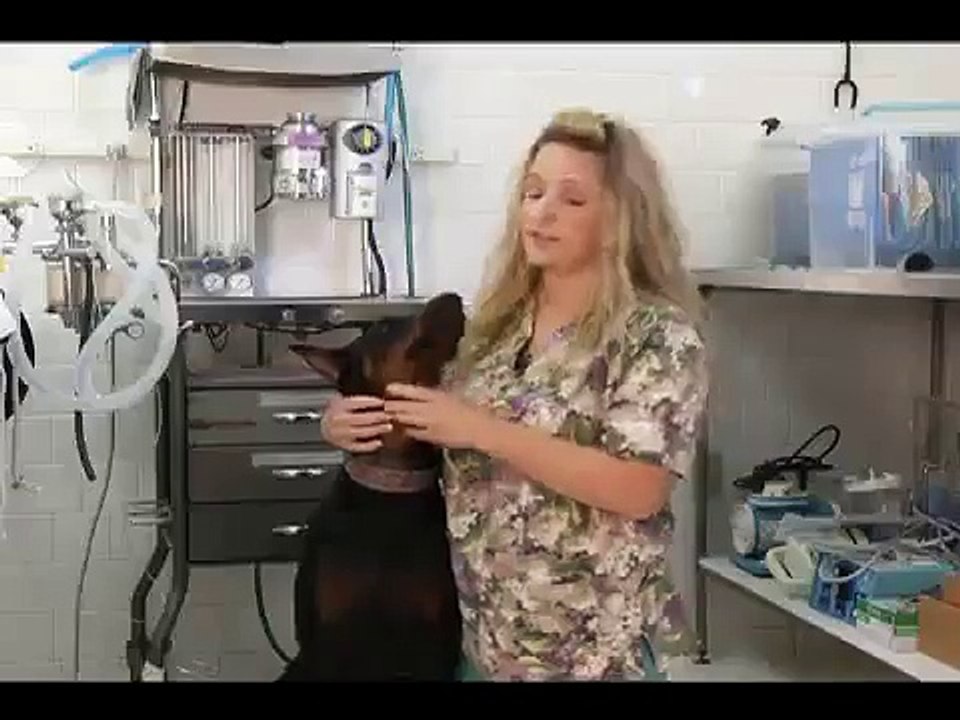 How to Brush Your Dog's Teeth