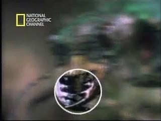 Cicindela, el enemigo de las hormigas (lamarabunta.org)