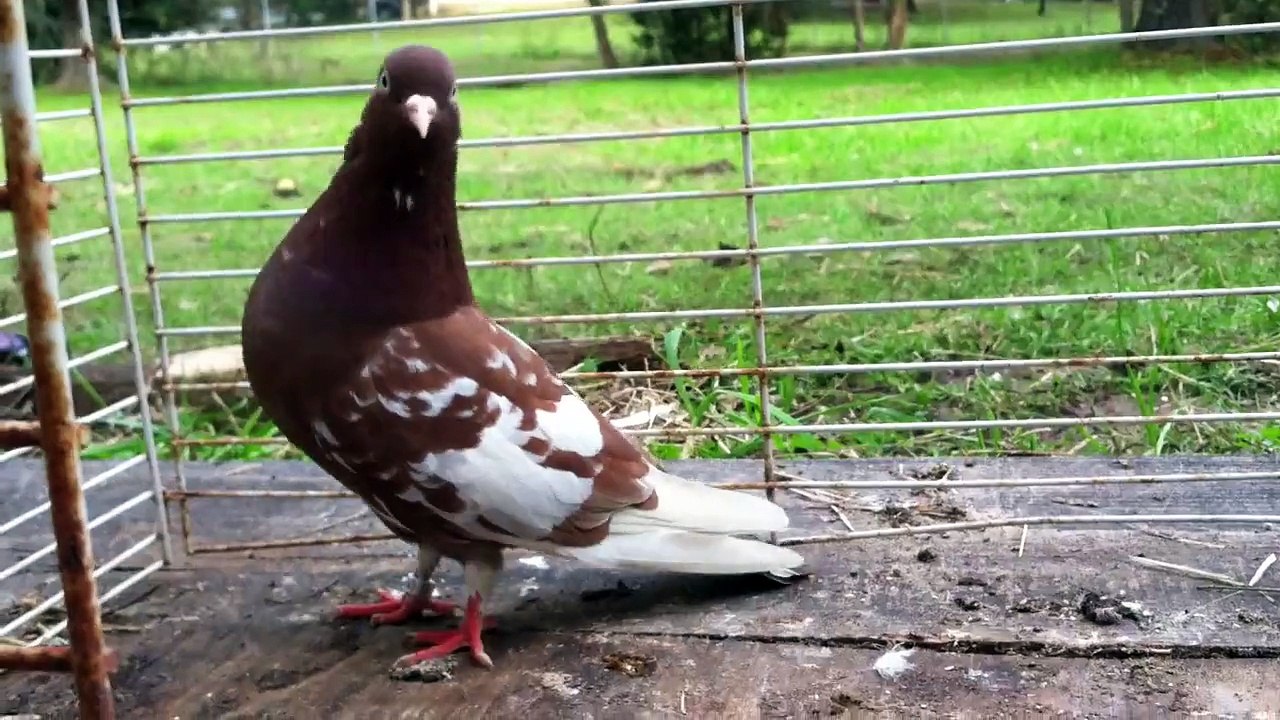 Performance roller pigeons pair